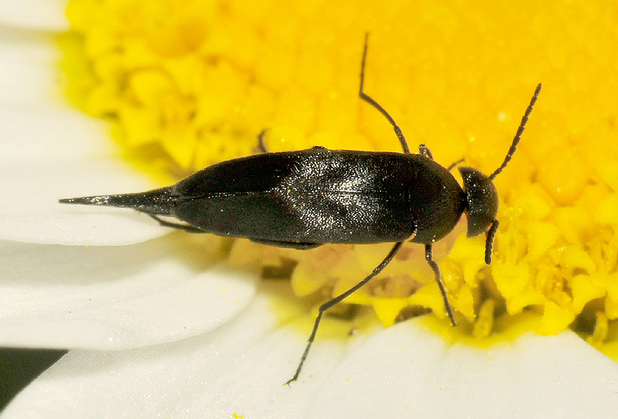 Mordellidae